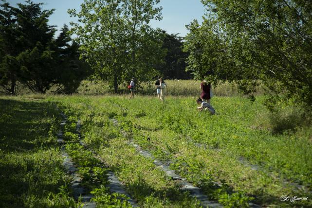 La Paillotte et la Cueillette du Gois - Fraises/légumes et fruits de saison/produits du terroir