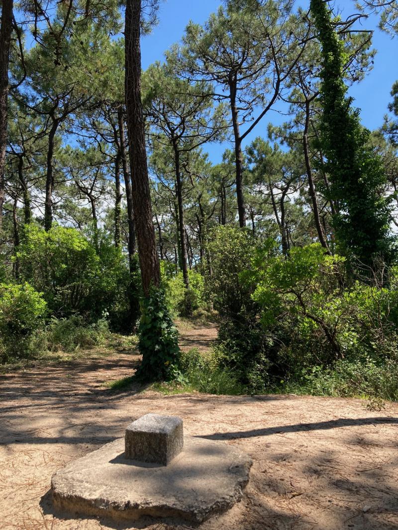 16 septembre 2025 - Balade guidée à la découverte du Bois des Éloux avec Marie Perray