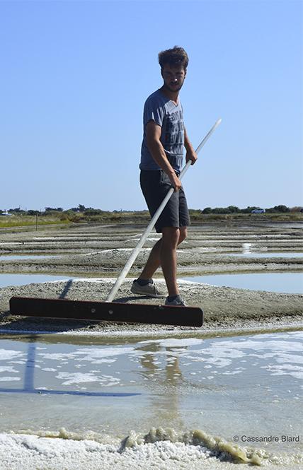BONNE POGNE salt marshes
