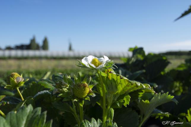 La Paillotte et la Cueillette du Gois - Fraises/légumes et fruits de saison/produits du terroir 