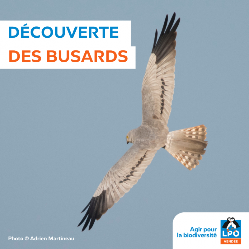 23 juillet 2025 - Les busards de Barbâtre avec la LPO Vendée