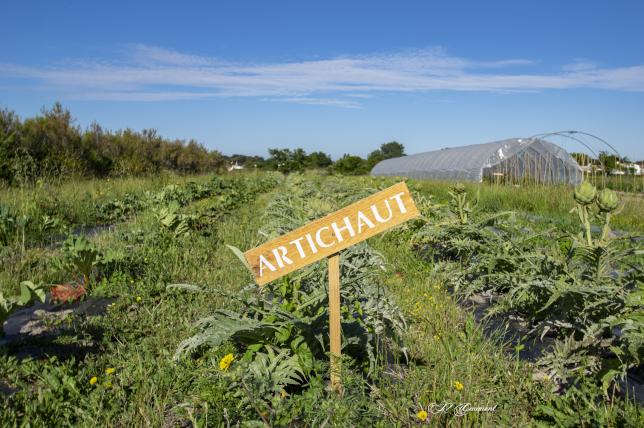 La Paillotte et la Cueillette du Gois - Fraises/légumes et fruits de saison/produits du terroir 