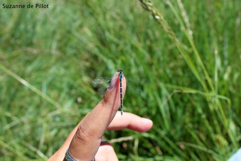 28 août 2025 - Découverte des insectes avec Suzanne