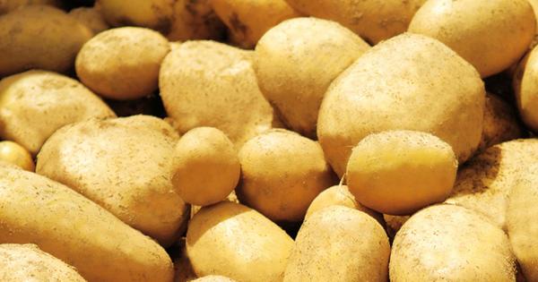 Die Kartoffeln Der Insel Noirmoutier