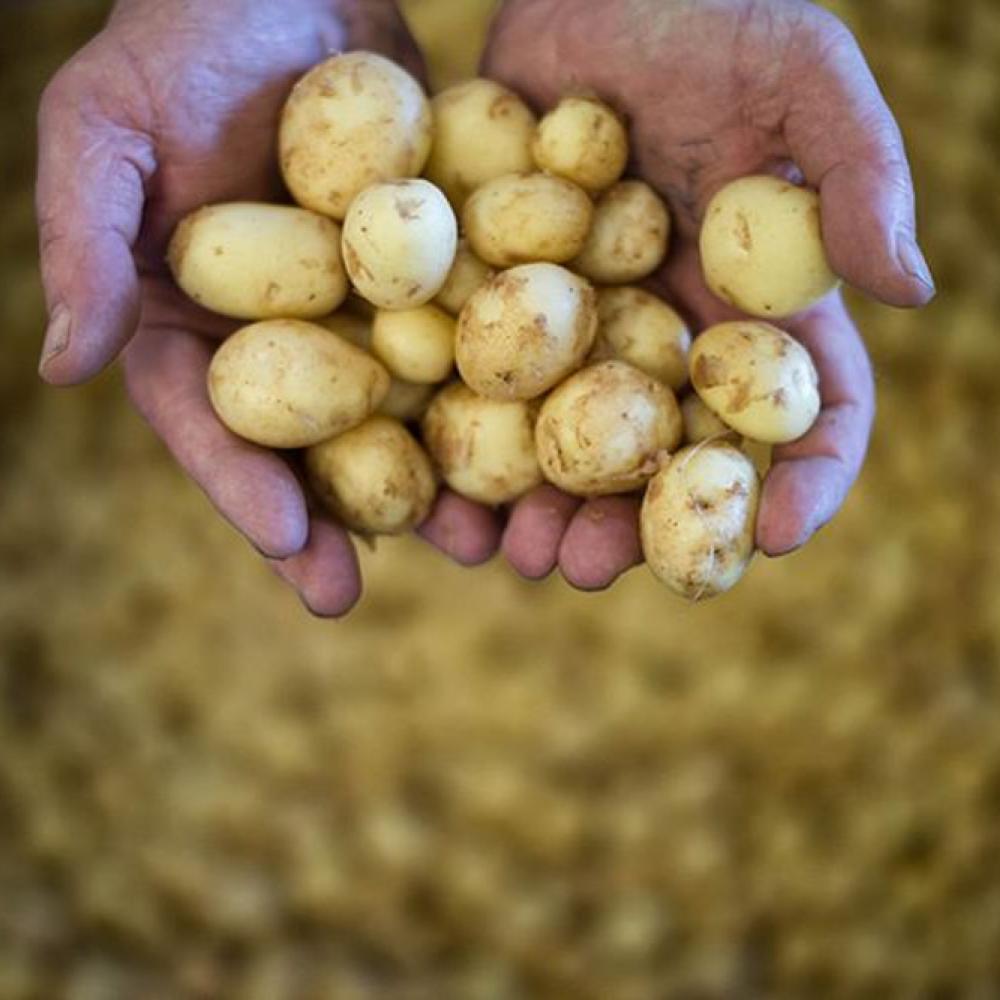 La pomme de terre primeur de l'île de Noirmoutier - JS Evrard La pomme de terre primeur de l'île de Noirmoutier - JS Evrard