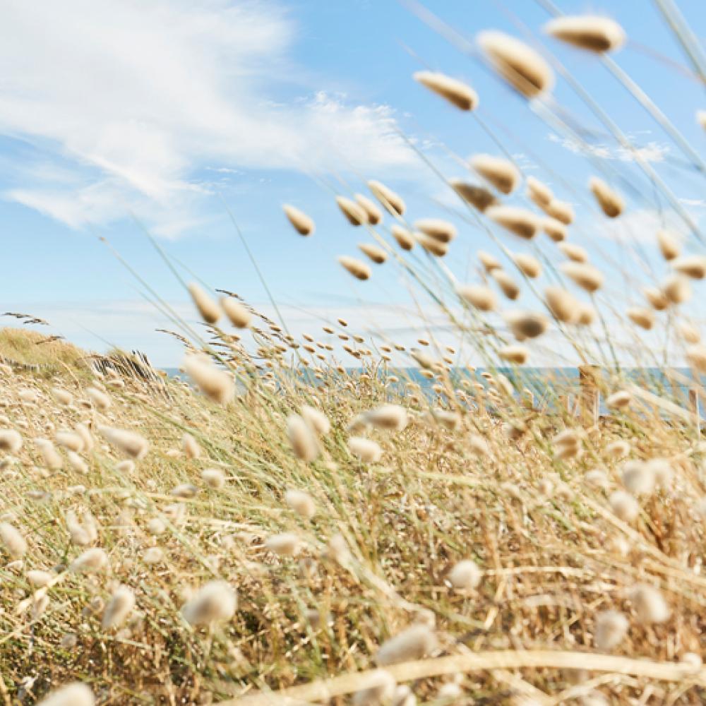 Dunes de la Guérinière © Alamoureux