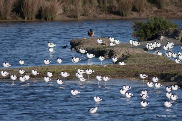 La faune - polder de Sébastopol - Valérie Lanata La faune - polder de Sébastopol - Valérie Lanata