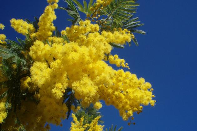 Mimosa Mimosa