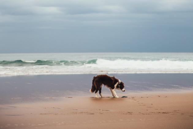 Réglementation des plages Réglementation des plages