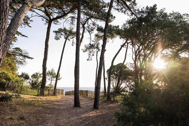 Bois de la Chaise arbres - Trendz