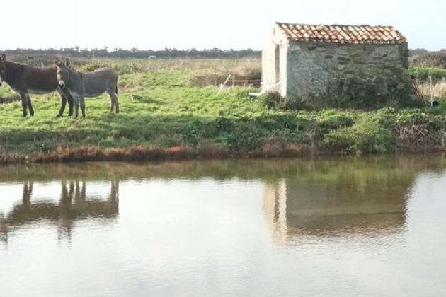 ânes marais île de Noirmoutier sortie nature - Suzanne De Pillot