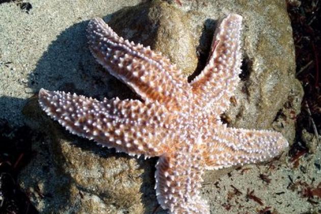 étoile de mer - pêche à pied pédagogique île de Noirmoutier - Marie Grué
