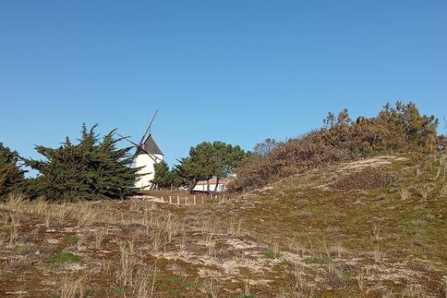Dunes et moulin île de Noirmoutier - Marie Grué