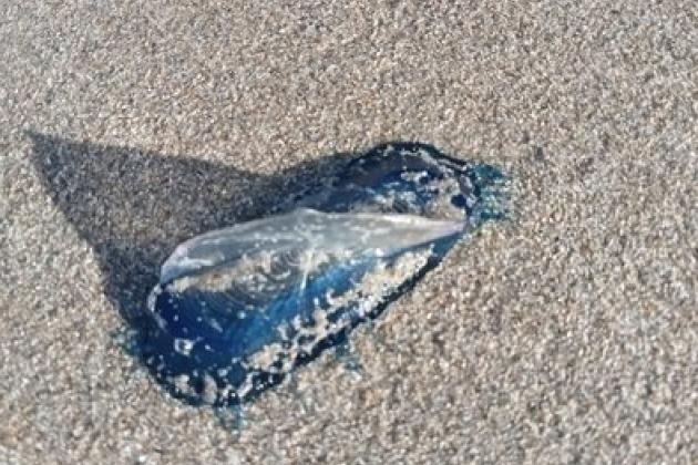 Faune de mer île de Noirmoutier - Marie Grué