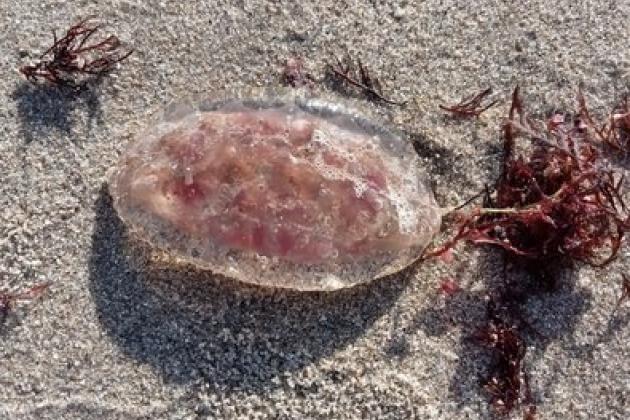 Faune de mer plage île de Noirmoutier - Marie Grué