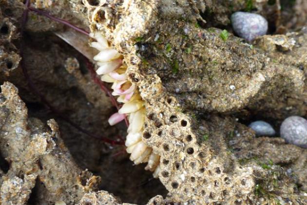 Faune flore - Les portes de l'île Récif d'Hermelles - Marie Grué