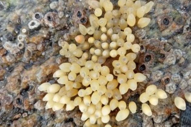 Faune flore - pêche à pied pédagogique île de Noirmoutier - Marie Grué