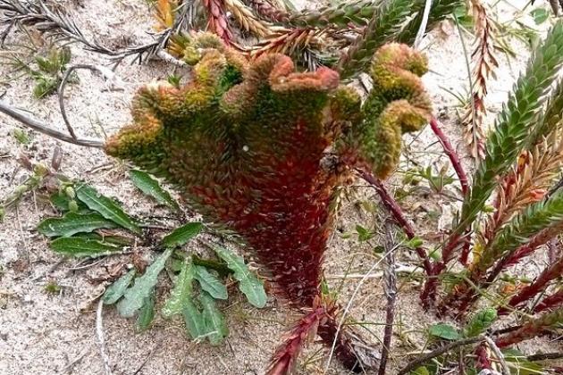 Flore dune île de Noirmoutier - Marie Grué