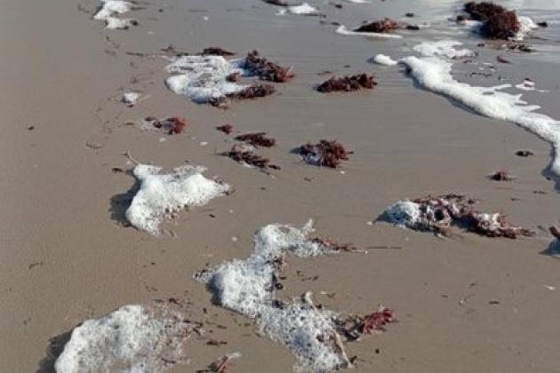 Laisse de mer et écume île de Noirmoutier - Marie Grué