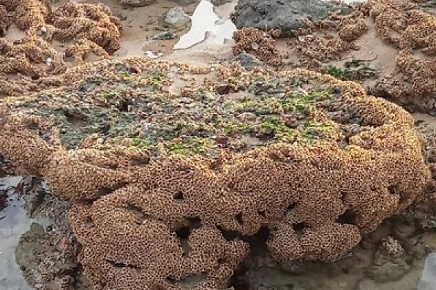 Récif d'Hermelles - Marie Grué