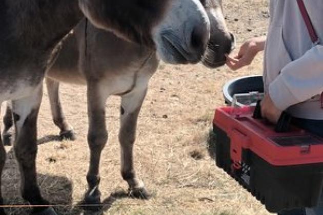 Sortie nature ânes île de Noirmoutier - Suzanne De Pillot