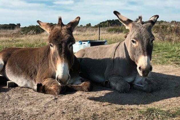 Sortie pédagogique ânes île de Noirmoutier - Suzanne De Pillot