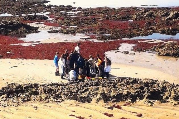 Sortie scolaire pêche à pied pédagogique île de Noirmoutier - Marie Grué