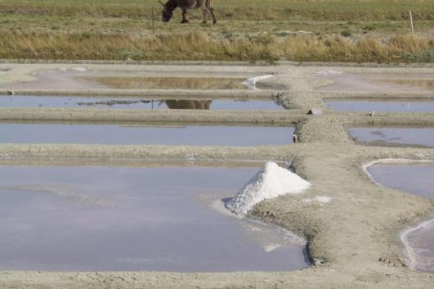Balades guidée terroir - marais salant- Cépages et confidences