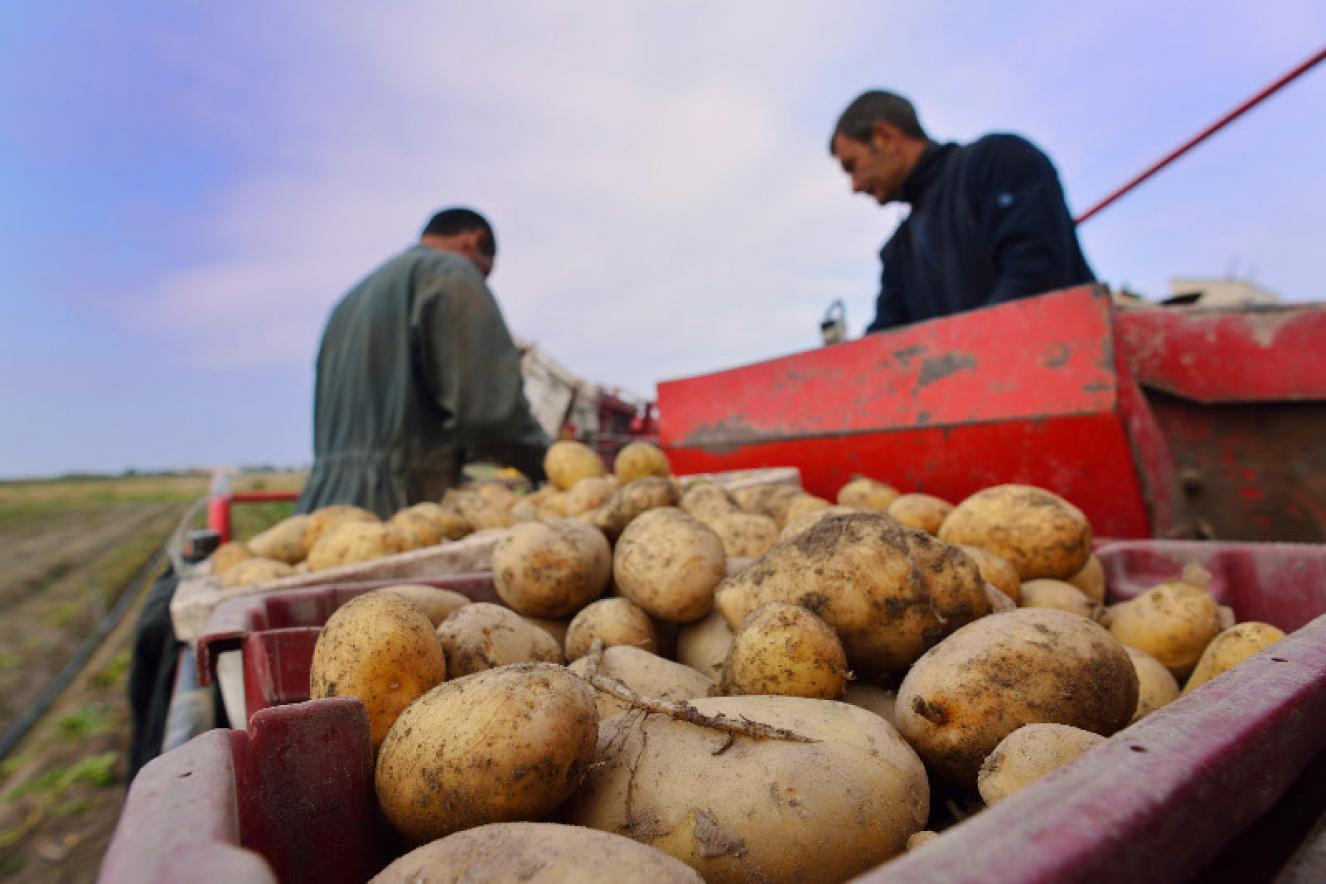 Les Pommes de Terre de l'île de Noirmoutier
