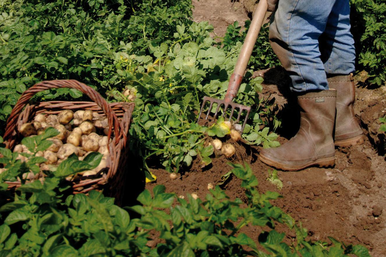 POTATOES OF NOIRMOUTIER ISLAND