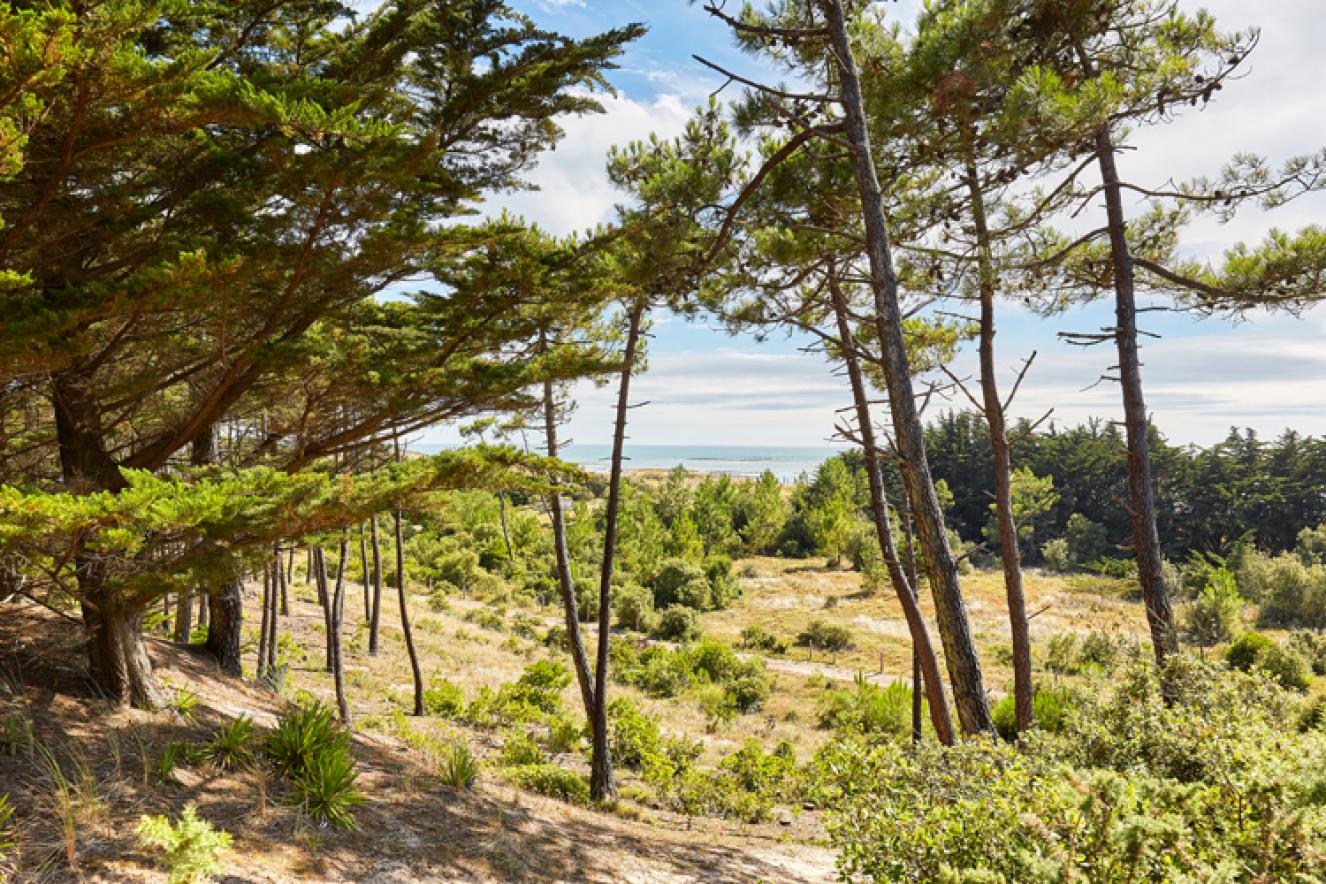Bois des Eloux - Alexandre Lamoureux Bois des Eloux - Alexandre Lamoureux