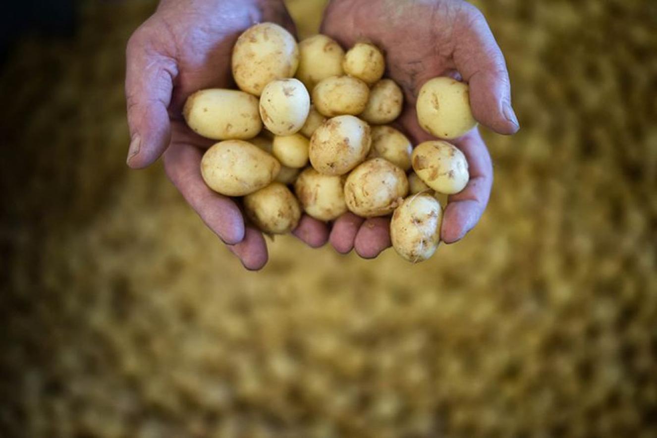 La pomme de terre primeur de l'île de Noirmoutier - JS Evrard La pomme de terre primeur de l'île de Noirmoutier - JS Evrard