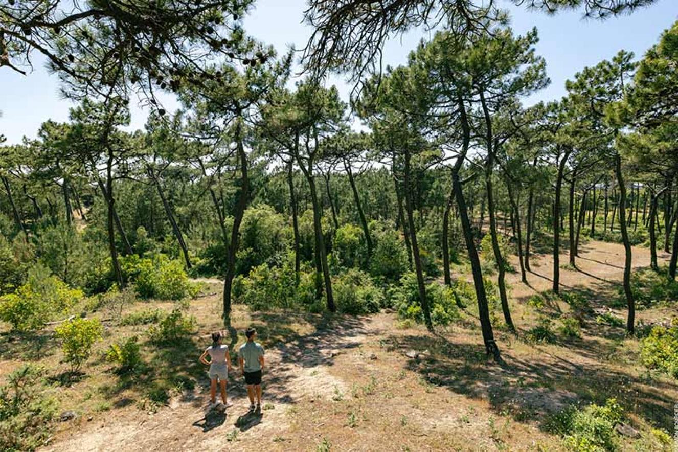 Bois des Eloux forêt ©Office de Tourisme Ile de Noirmoutier - Vendée Expansion - Simon Bourcier