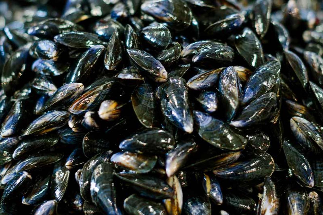 Moules de bouchot Noirmoutier - Trendz Moules de bouchot Noirmoutier - Trendz