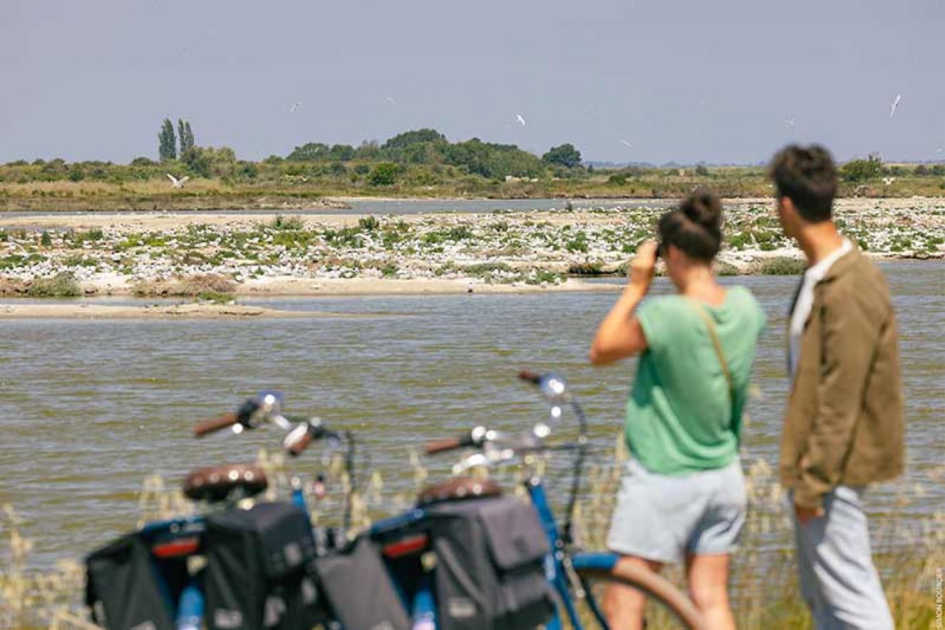 Observation oiseaux Polder de Sébastopol ©Office de Tourisme Ile de Noirmoutier - Vendée Expansion - Simon Bourcier Observation oiseaux Polder de Sébastopol ©Office de Tourisme Ile de Noirmoutier - Vendée Expansion - Simon Bourcier