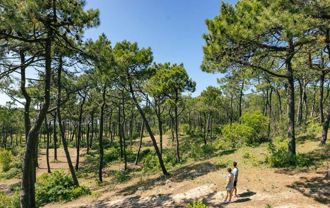 Bois des Eloux ©Office de Tourisme Ile de Noirmoutier-Vendée Expansion-Simon Bourcier Bois des Eloux ©Office de Tourisme Ile de Noirmoutier-Vendée Expansion-Simon Bourcier