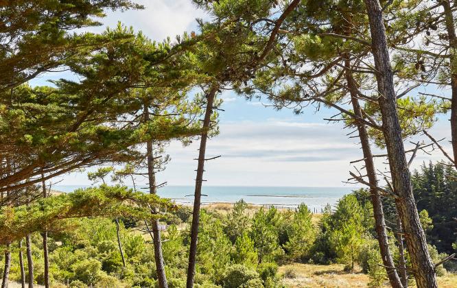 Le Bois des Eloux - île de Noirmoutier Le Bois des Eloux - île de Noirmoutier