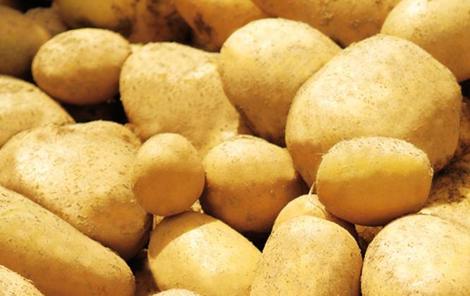 Pommes de terre_Savourer Pommes de terre_Savourer