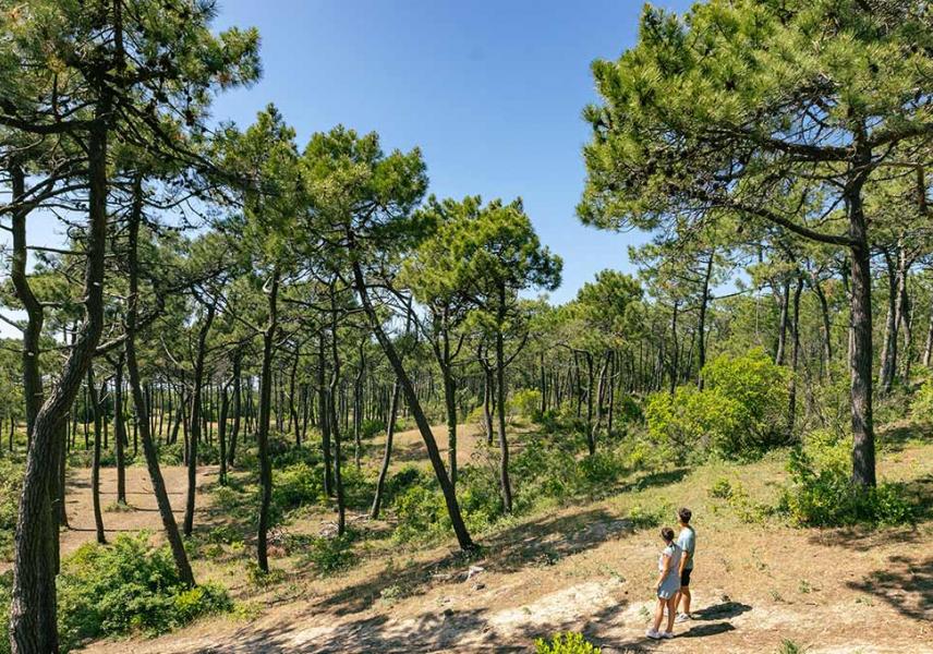 Les Moulins de l'Île de Noirmoutier - Patrimoine de Noirmoutier