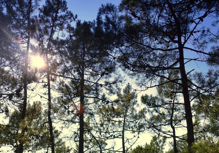 La forêt de pins maritimes de Barbâtre